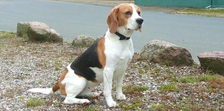 Beagle