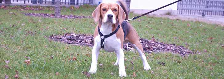 Beagle - en glad vagtsom familiehund