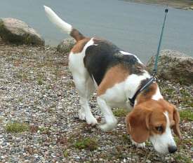 Beagle snuser